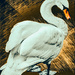 Mute swan by stuart46