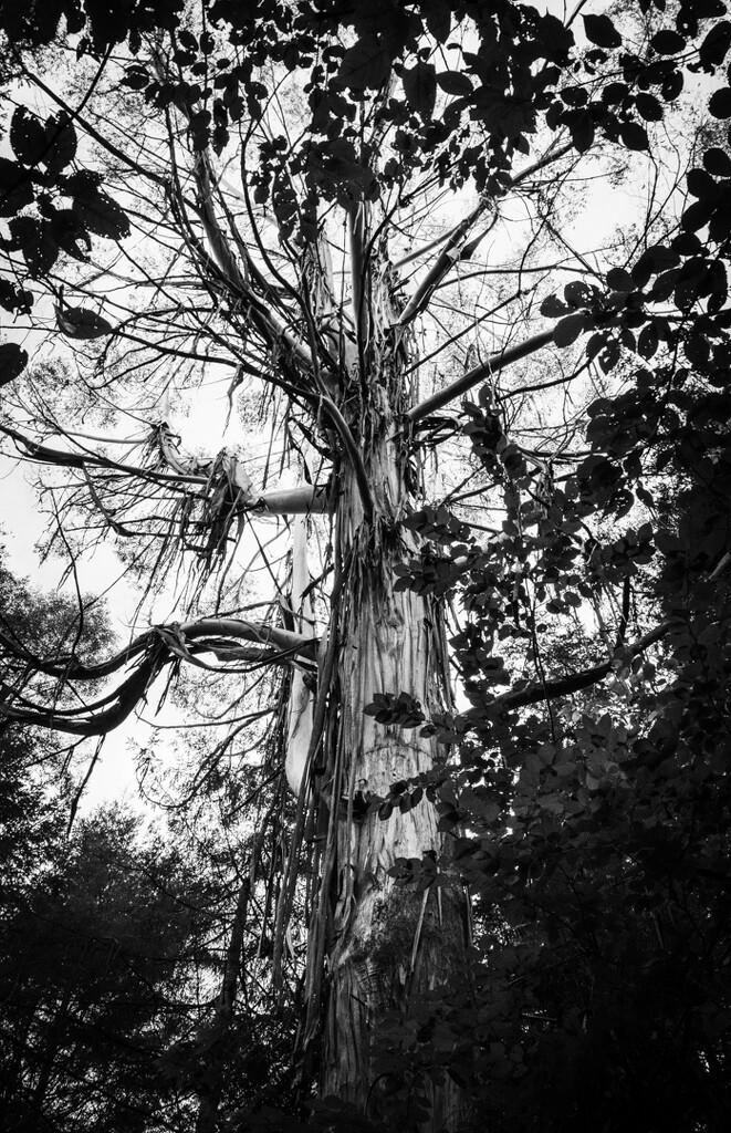 Majestic gum tree by 365projectclmutlow