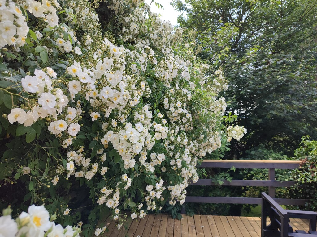 Rambling Rector  by countrylassie