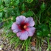 A Pretty Hibiscus ~ by happysnaps