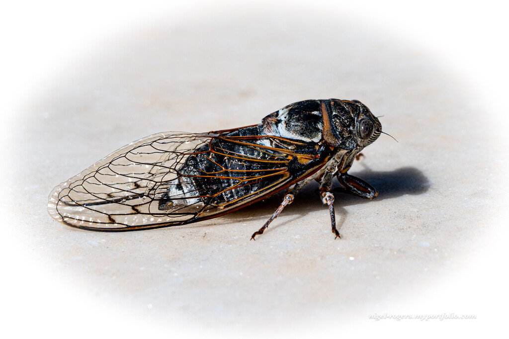 Cicada by nigelrogers