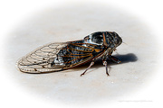 8th Jul 2023 - Cicada