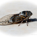 Cicada by nigelrogers