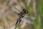 2nd Jul 2023 - FOUR SPOTTED CHASER 