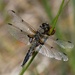 FOUR SPOTTED CHASER  by markp