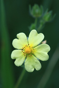 8th Jul 2023 - Sulphur Cinquefoil 