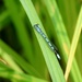 Marsh Bluet by sunnygreenwood