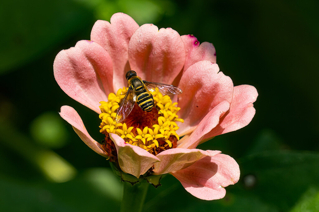 Hoverfly on Zinnia by k9photo