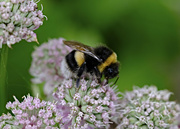 8th Jul 2023 - solitary bee