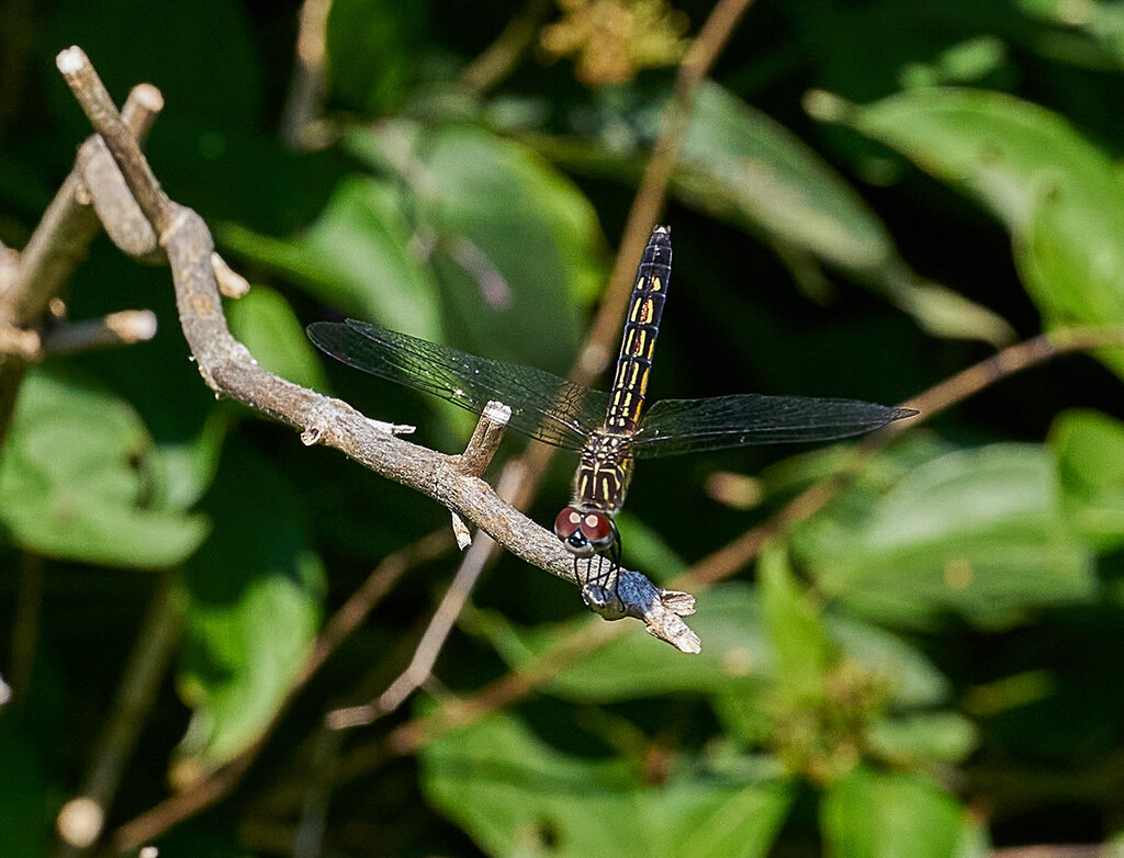 Perching Dragonfly by gardencat