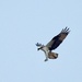 Osprey Fishing by sunnygreenwood