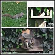 8th Jul 2023 - Good squirrel bad squirrel