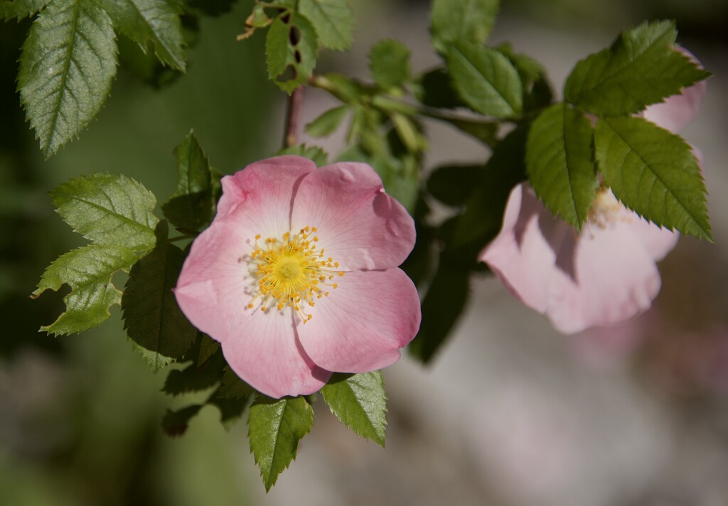 Wild Rose by clearlightskies