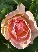 7th Jul 2023 - ~Rose~