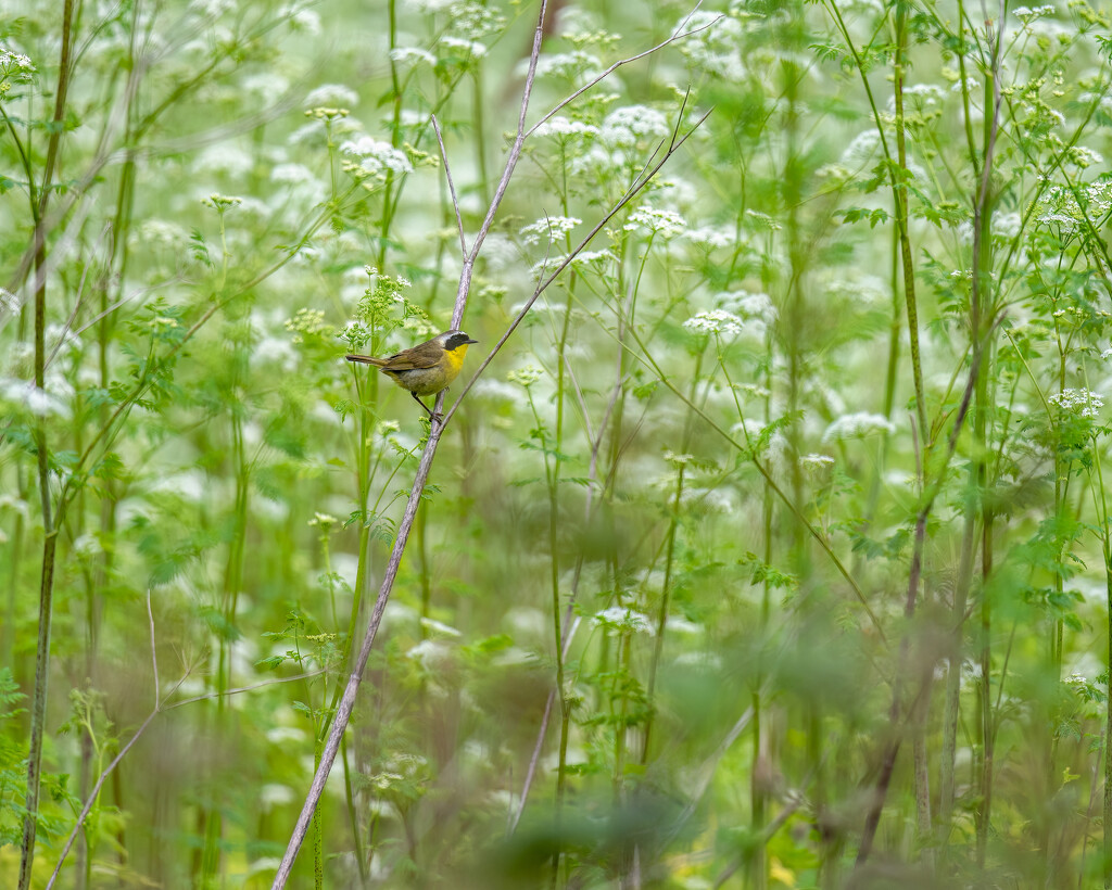 Common Yellowthroat by nicoleweg