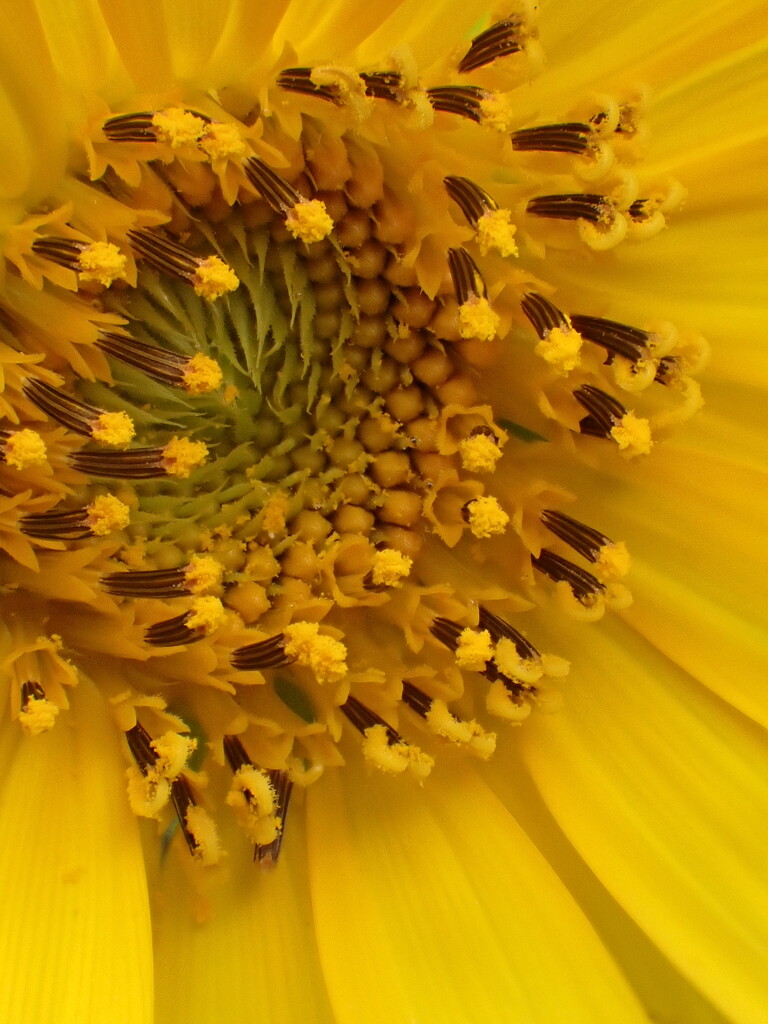 Sunflower Close-up by matsaleh