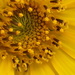 Sunflower Close-up by matsaleh