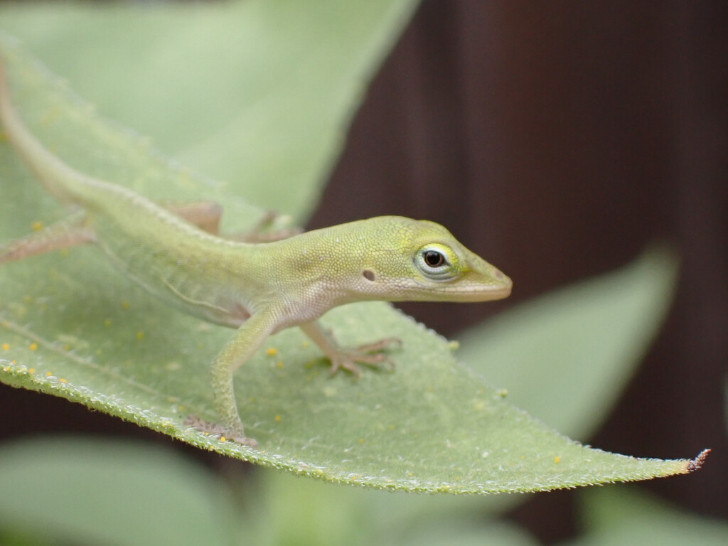 Young Green Anole Lizard by matsaleh