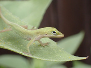 5th Jul 2023 - Young Green Anole Lizard