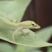 Young Green Anole Lizard by matsaleh