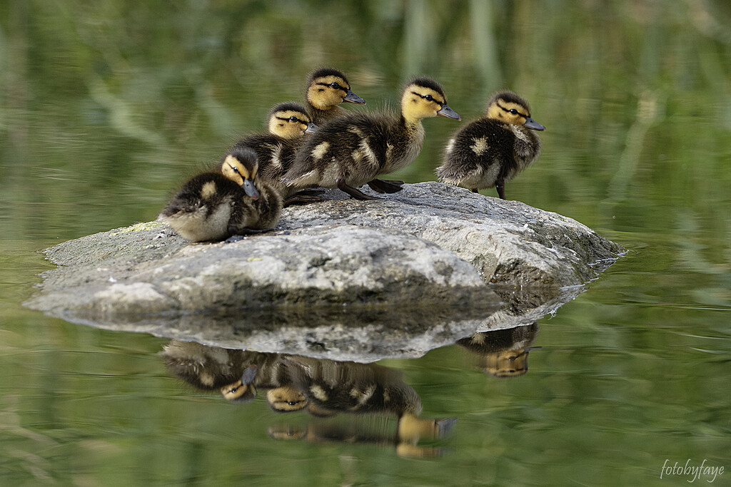 Five little ducks sitting on a rock by fayefaye