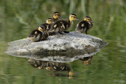 8th Jul 2023 - Five little ducks sitting on a rock
