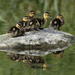 Five little ducks sitting on a rock by fayefaye