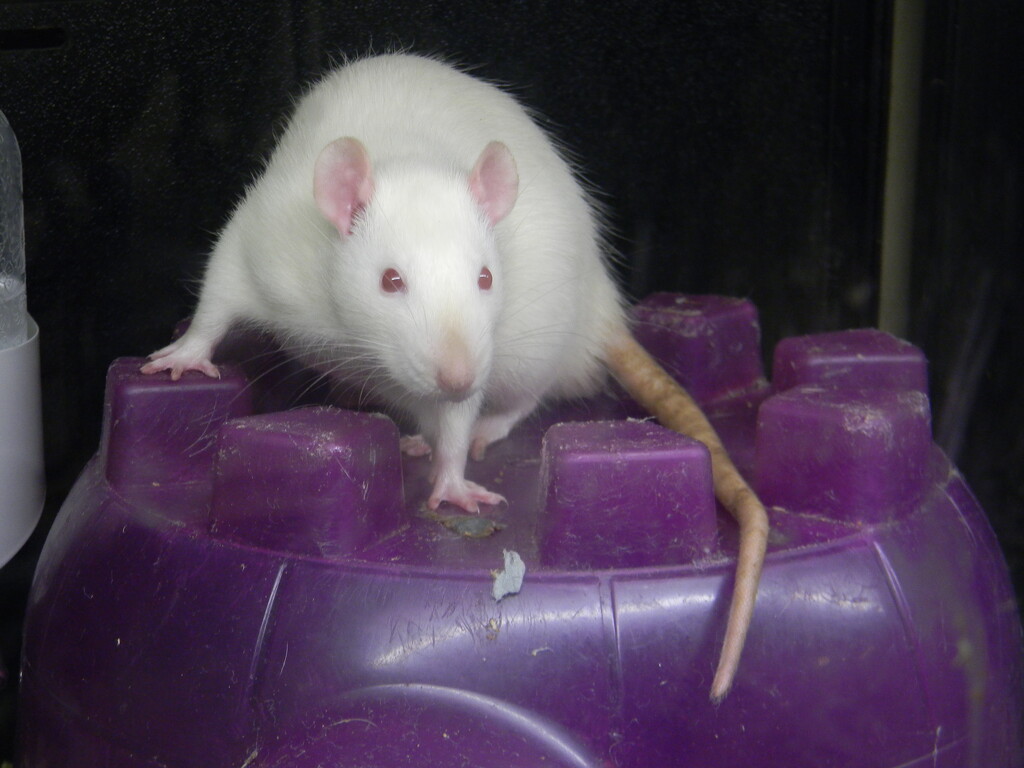 Rat Posing On Top of Igloo  by sfeldphotos