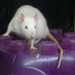 Rat Posing On Top of Igloo  by sfeldphotos