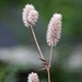 Rabbit-foot clover gone to seed... by marlboromaam