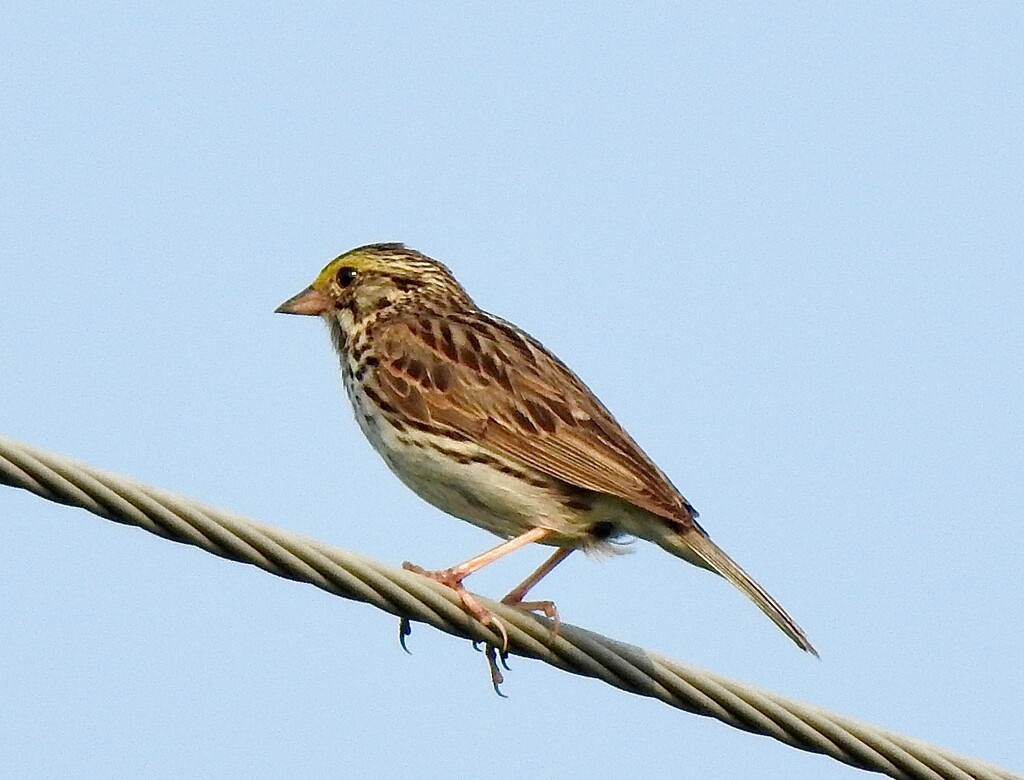 Savannah Sparrow by sunnygreenwood