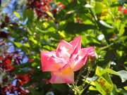 4th Jun 2023 - garden rose bloom
