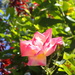 garden rose bloom by speedwell