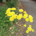 Wild flowers return to the neighbourhood .... by speedwell