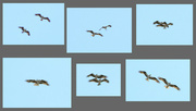 7th Jul 2023 - How Osprey Are Made