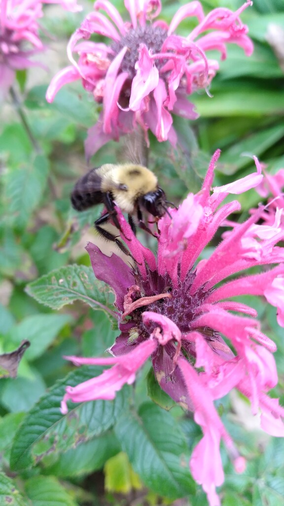 Bee on the Bee Balm by julie