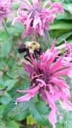8th Jul 2023 - Bee on the Bee Balm