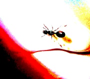 16th Jun 2023 - Još jedan mrav