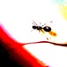 Još jedan mrav by vesna0210