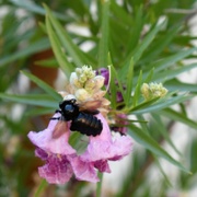 7th Jul 2023 - Jul 7 Carpenter Bee