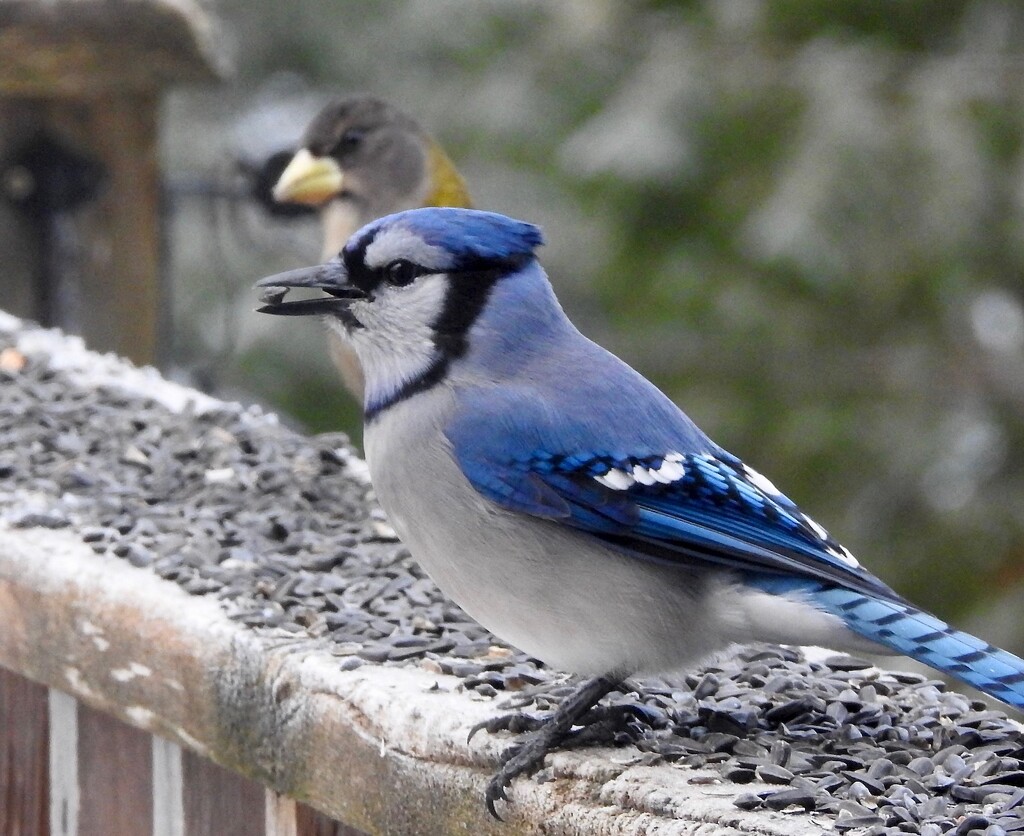 Blue Jay by sunnygreenwood