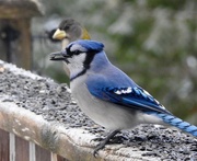 6th Dec 2018 - Blue Jay