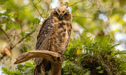 8th Jul 2023 - Great Horned Owl is Growing Up!