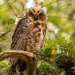 Great Horned Owl is Growing Up! by rickster549