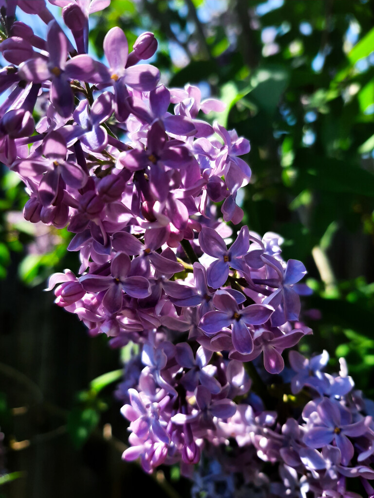 Lilac bush by maria03051