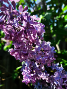 9th Jul 2023 - Lilac bush