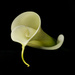 Arum Lily-2 by 365projectclmutlow