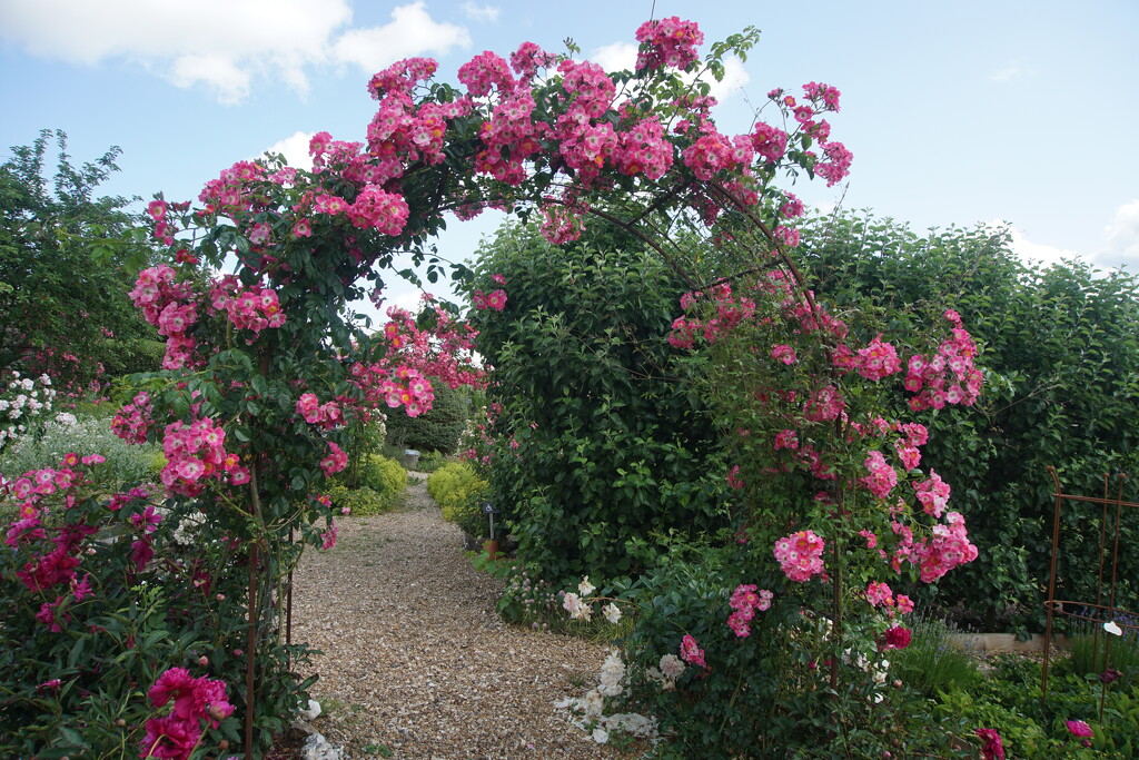 an arbour of pink roses by quietpurplehaze