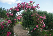 9th Jul 2023 - an arbour of pink roses