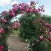 an arbour of pink roses by quietpurplehaze